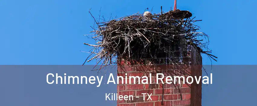 Chimney Animal Removal Killeen - TX
