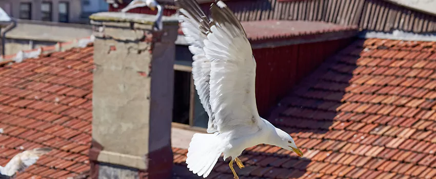 Residential Chimney Animal Removal Solution in Killeen, TX